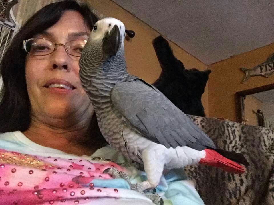 Talking parrot